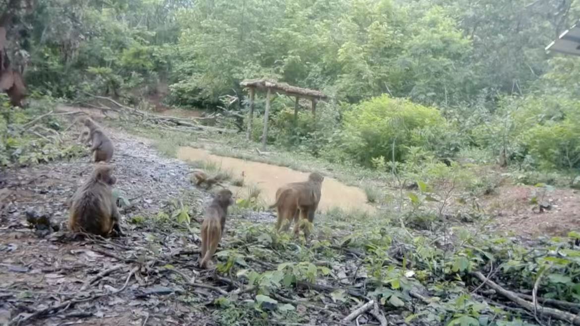 Macaque family in playing Yunnan's nature reserve