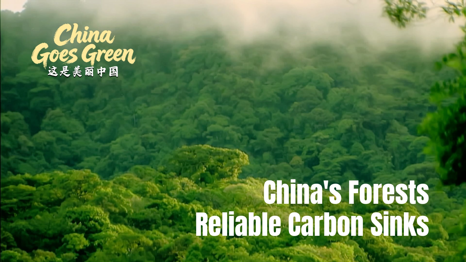 China's forests: Reliable carbon sinks