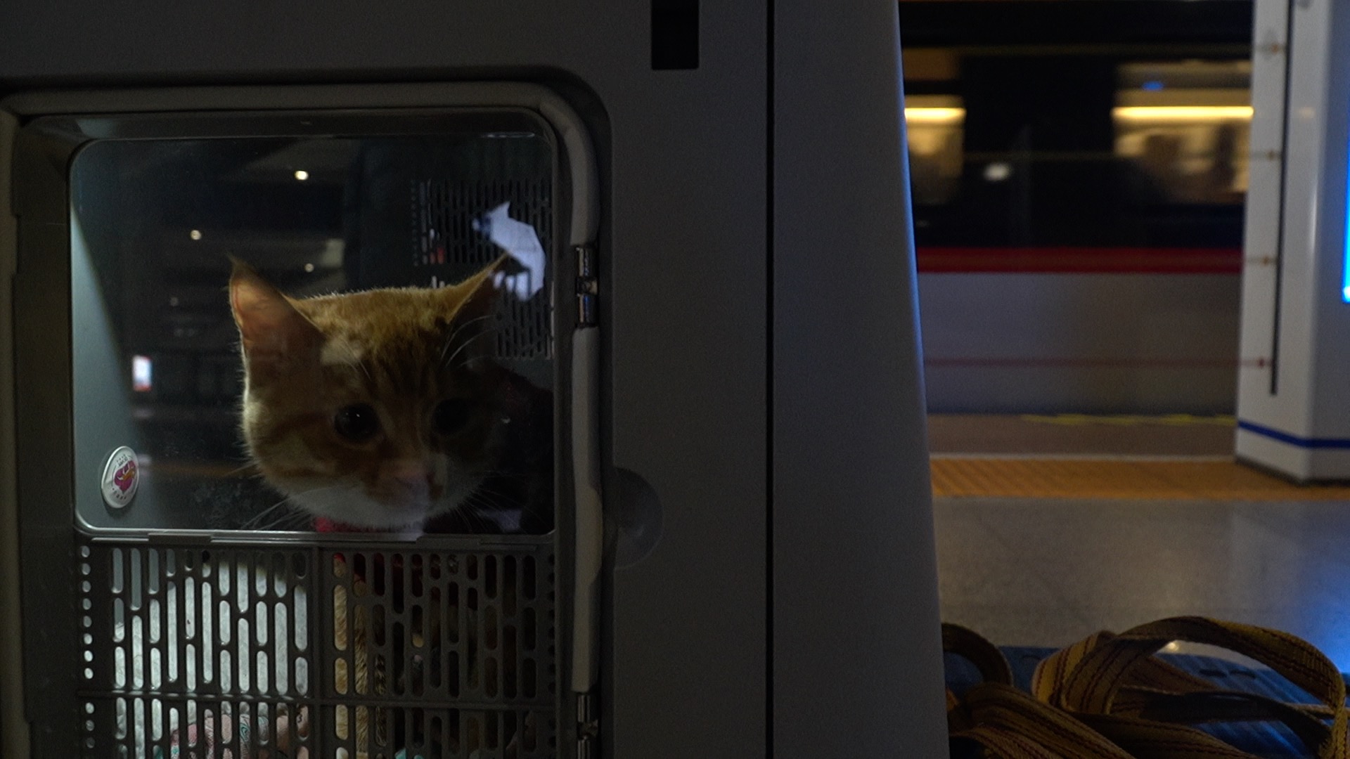 First-hand look at pet transport on China's high-speed rail