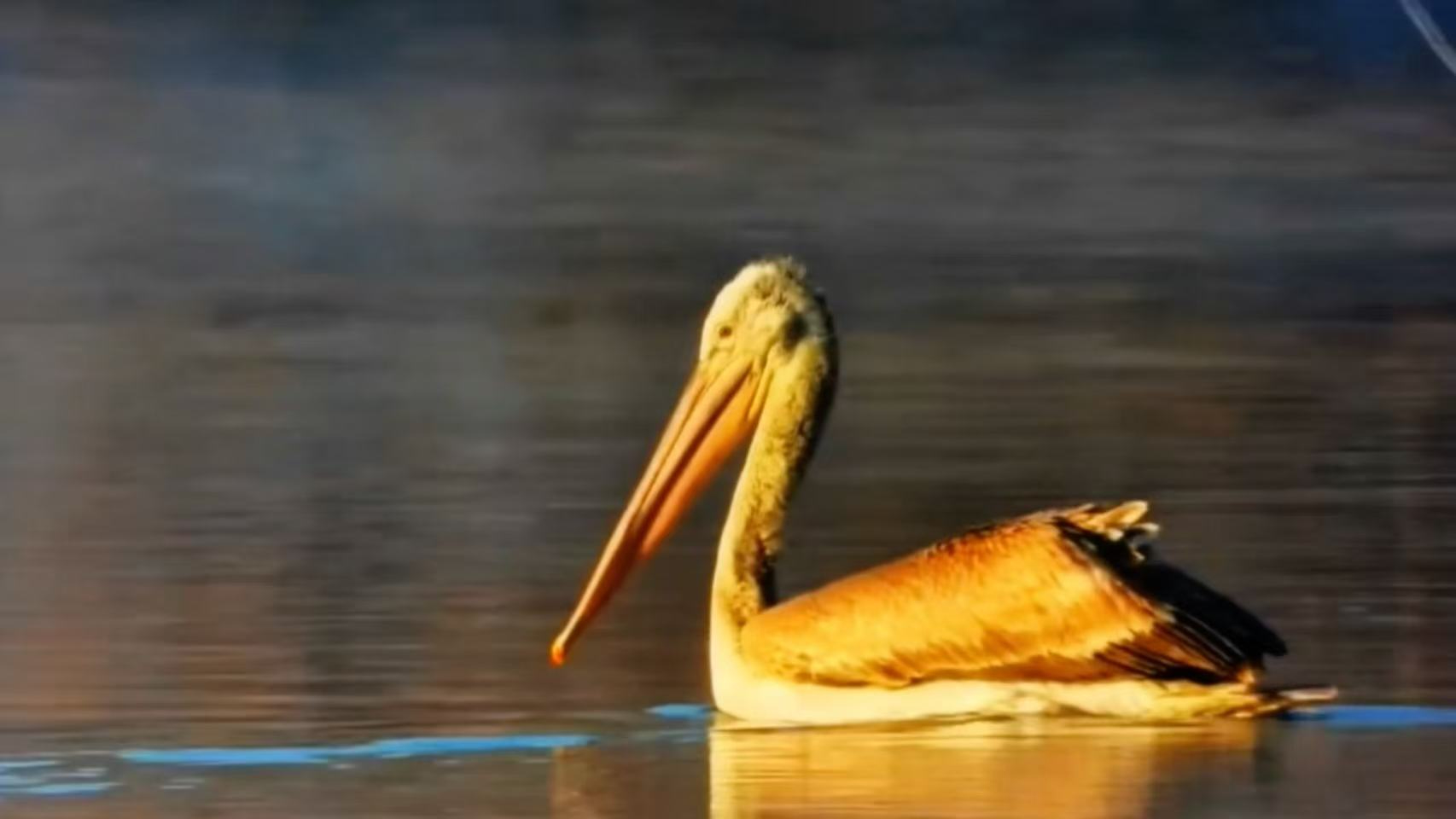 Rare Dalmatian pelicans overwinter in Xinjiang's wetland