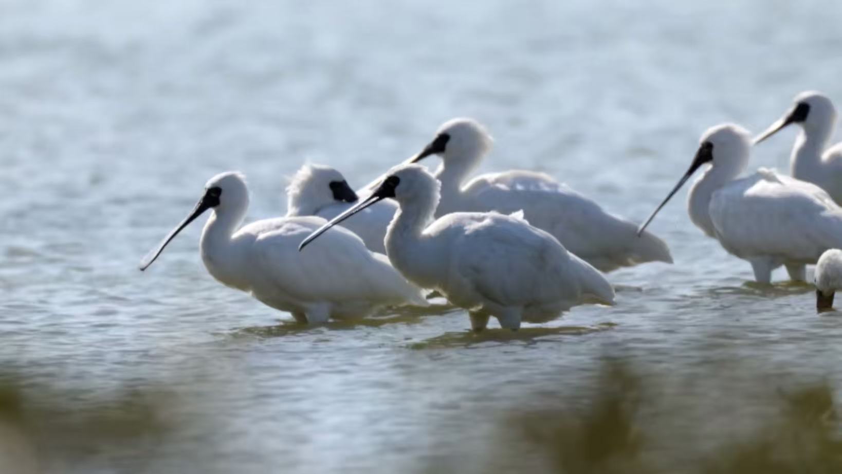 Rare birds spotted in Hainan, signaling wetland recovery