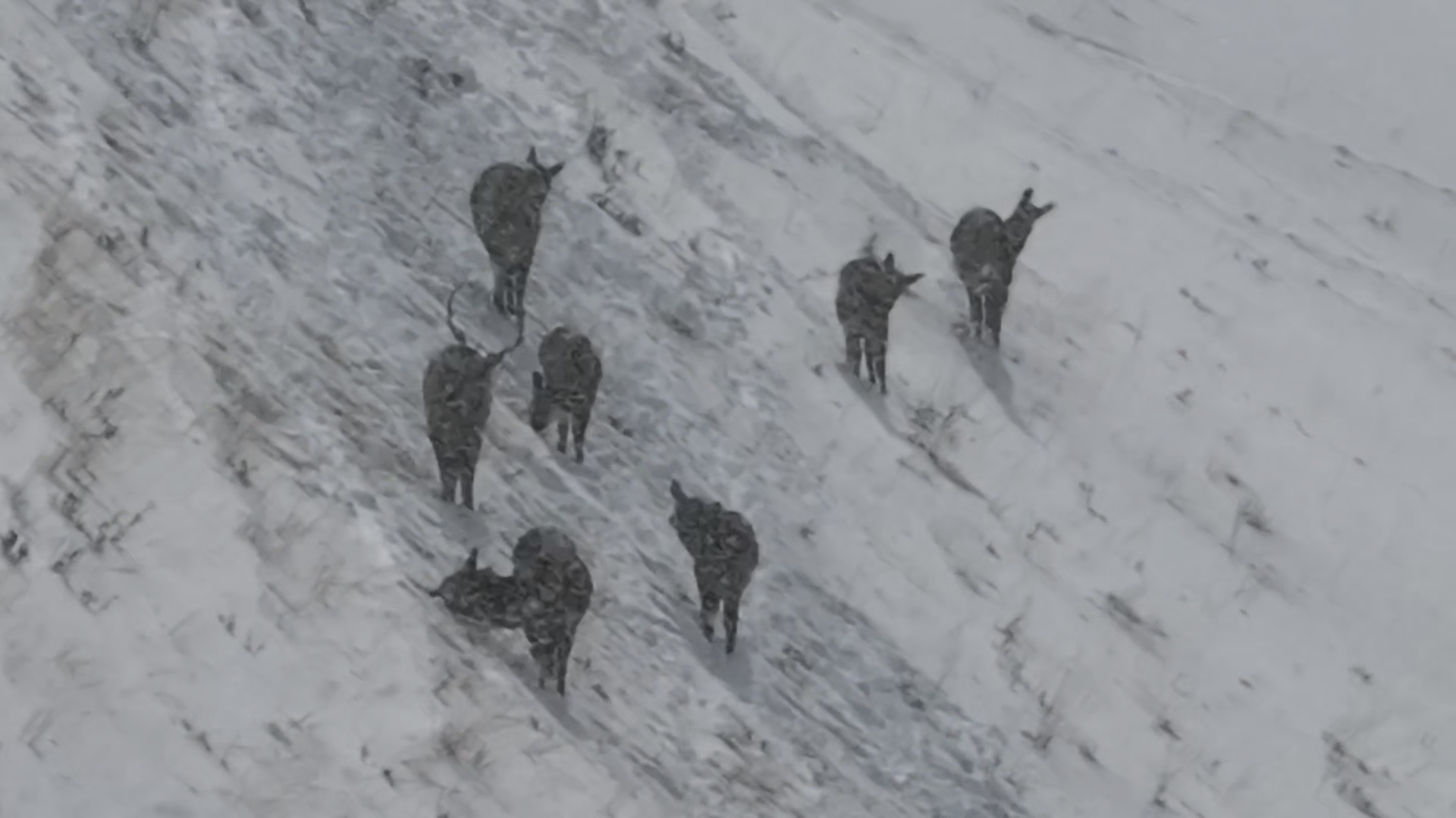 Conservation efforts pay off as Tianshan red deer sighted