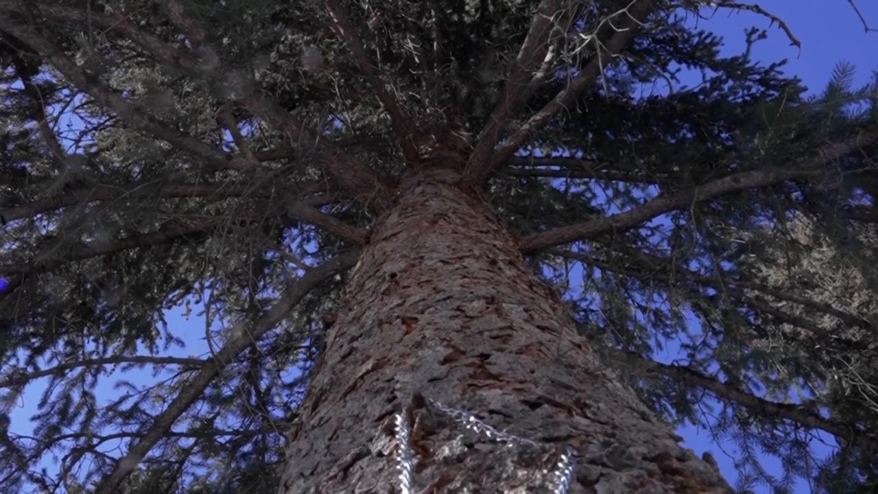 Xinjiang insures ancient trees to solve conservation funding gap - CGTN