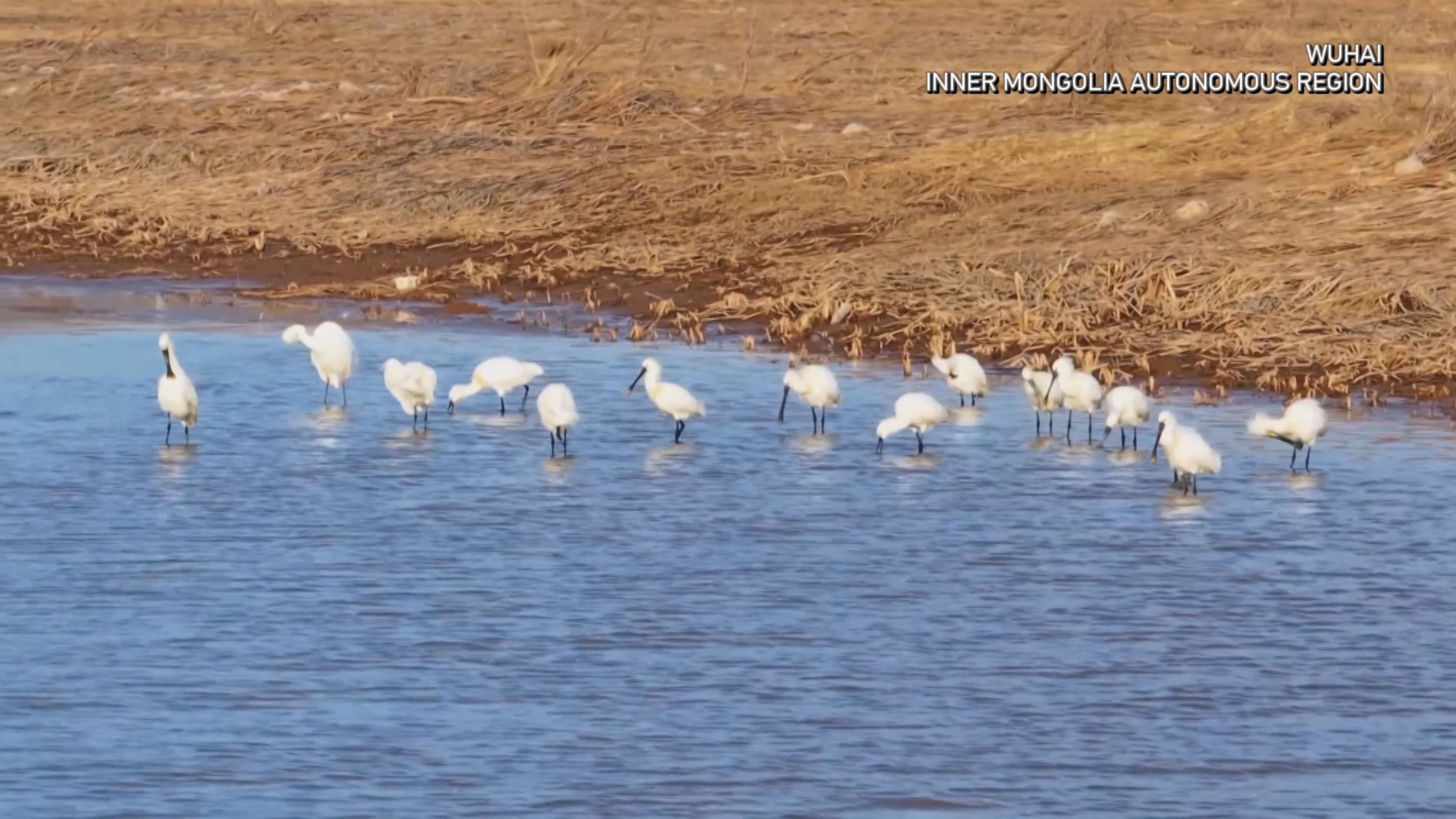 Yellow River wetlands welcome surge of migratory birds