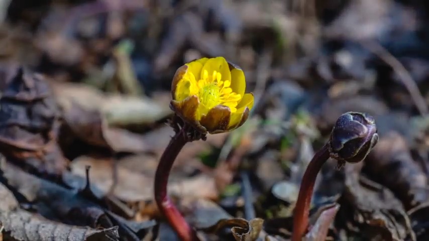 Ice-breaking blooms: Spring's first greeting in Liaoning