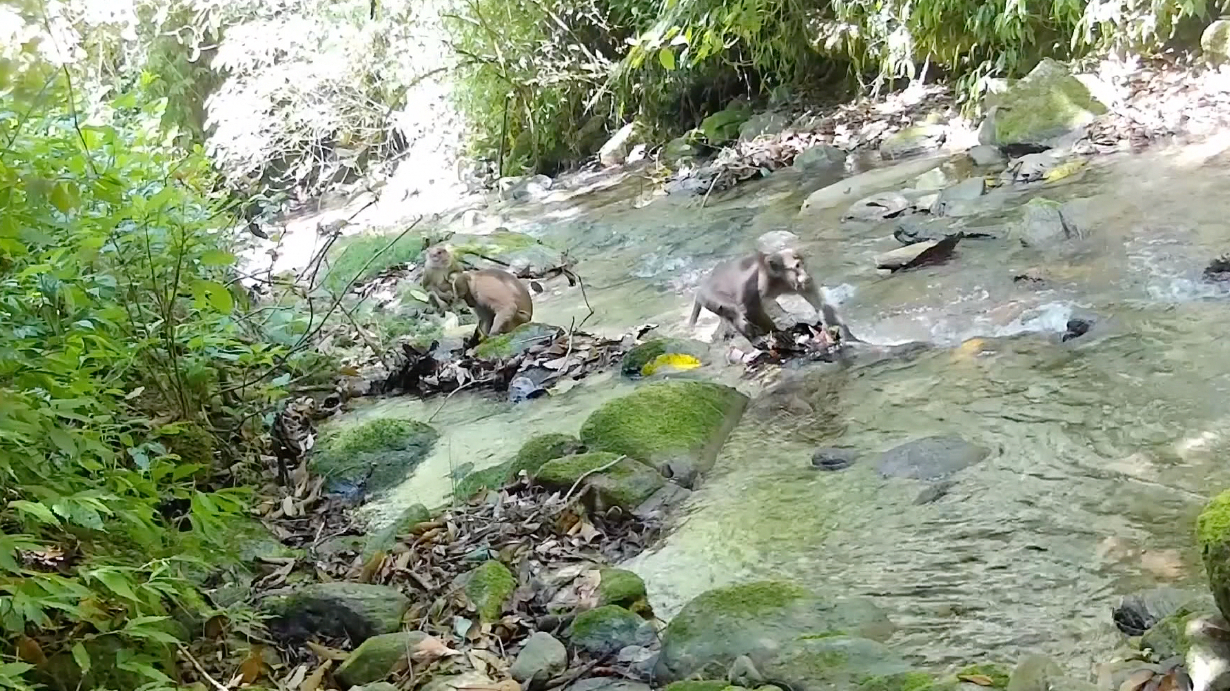Rare northern pig-tailed macaque family spotted in Yunnan reserve