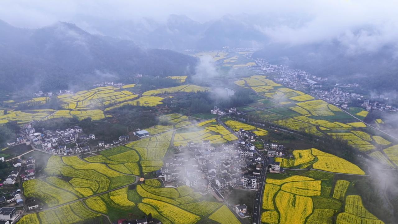 Seas of rapeseed flowers turn east China village into spring sensation