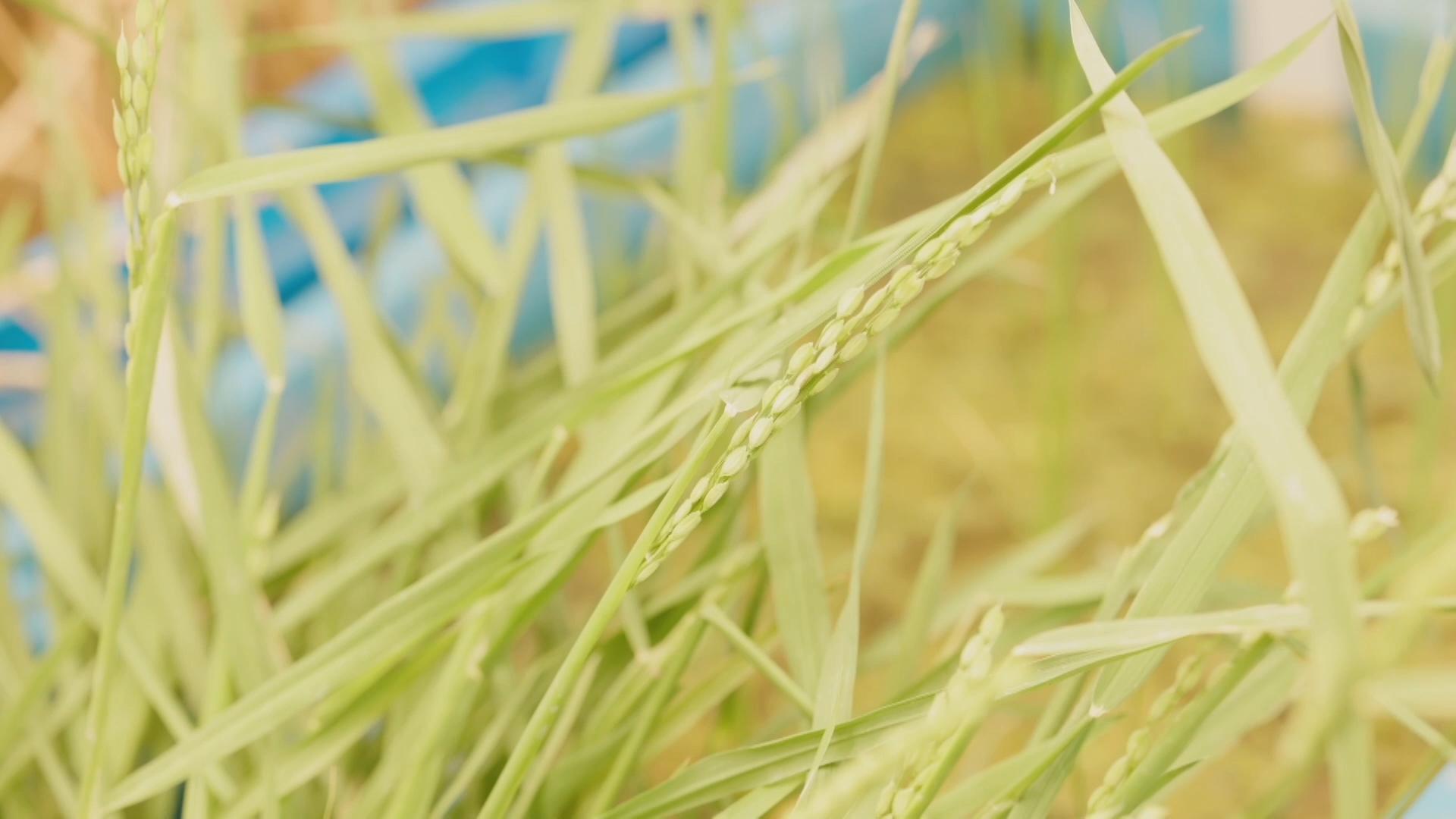 'Long-living rice' promises a new era for sustainable agriculture