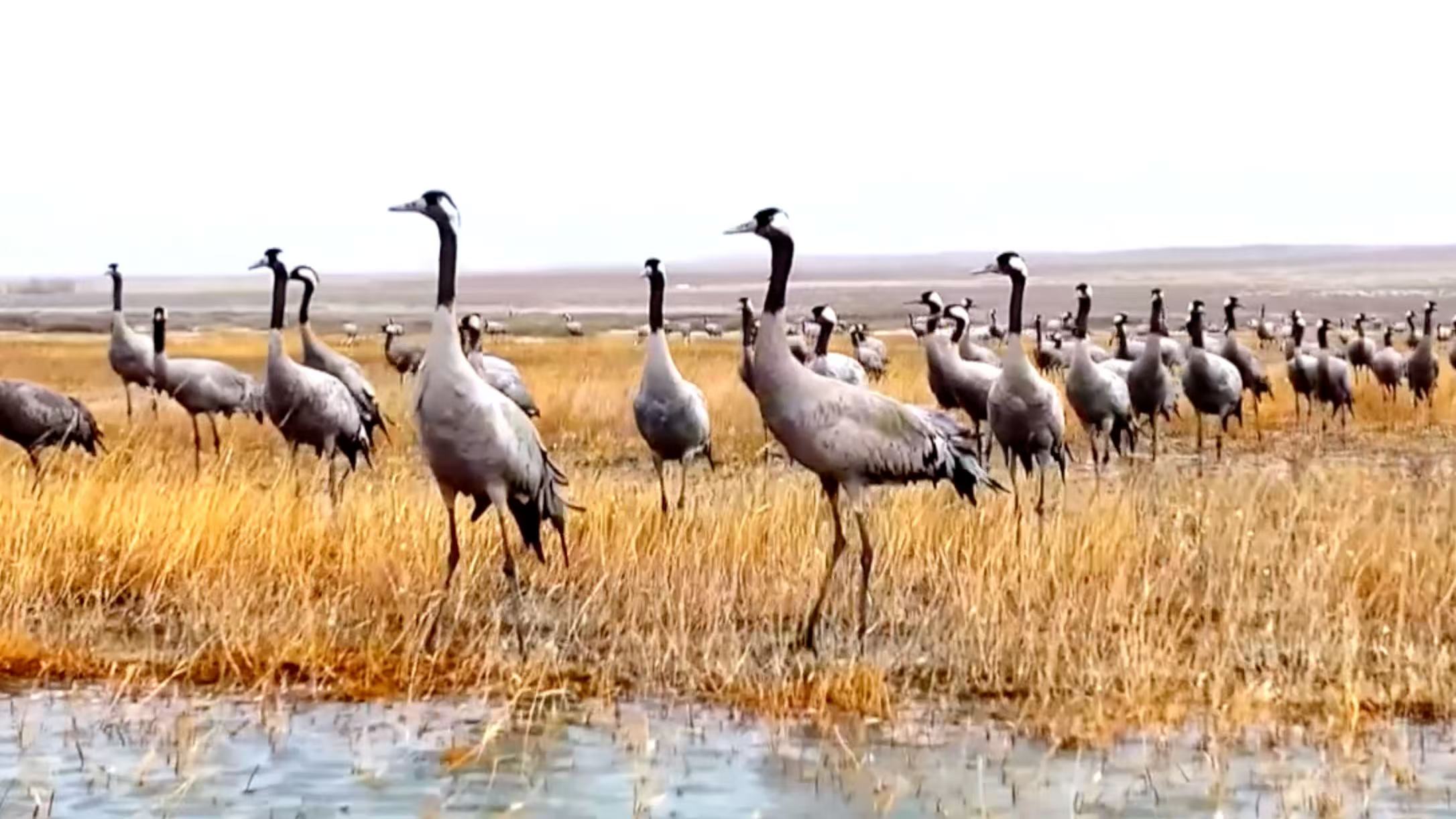 Gray cranes flock to Inner Mongolia wetland in spring migration peak