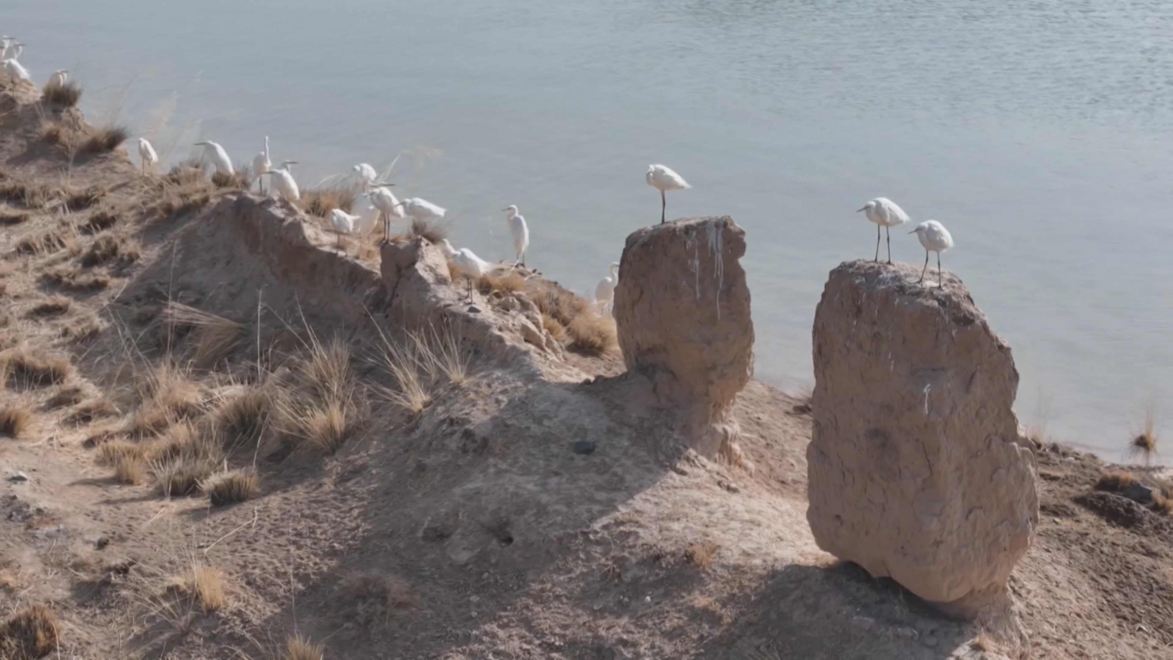 Migratory birds thrive at restored wetlands in NW China's Gansu