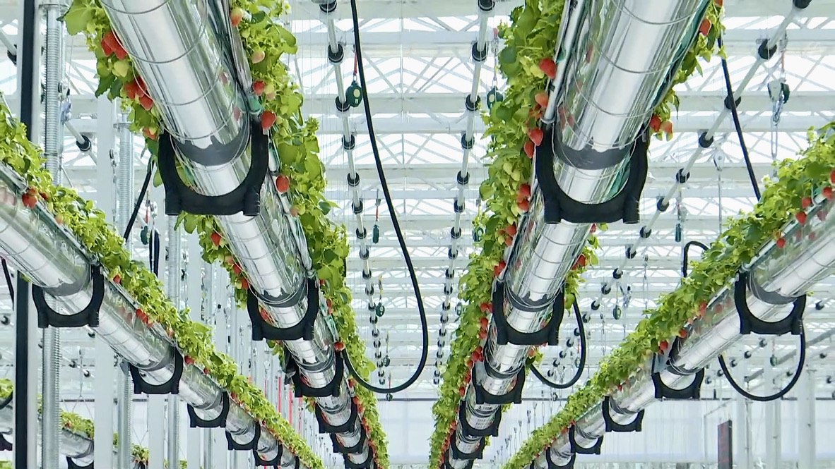 Strawberries growing mid-air? Smart farming drives yields higher