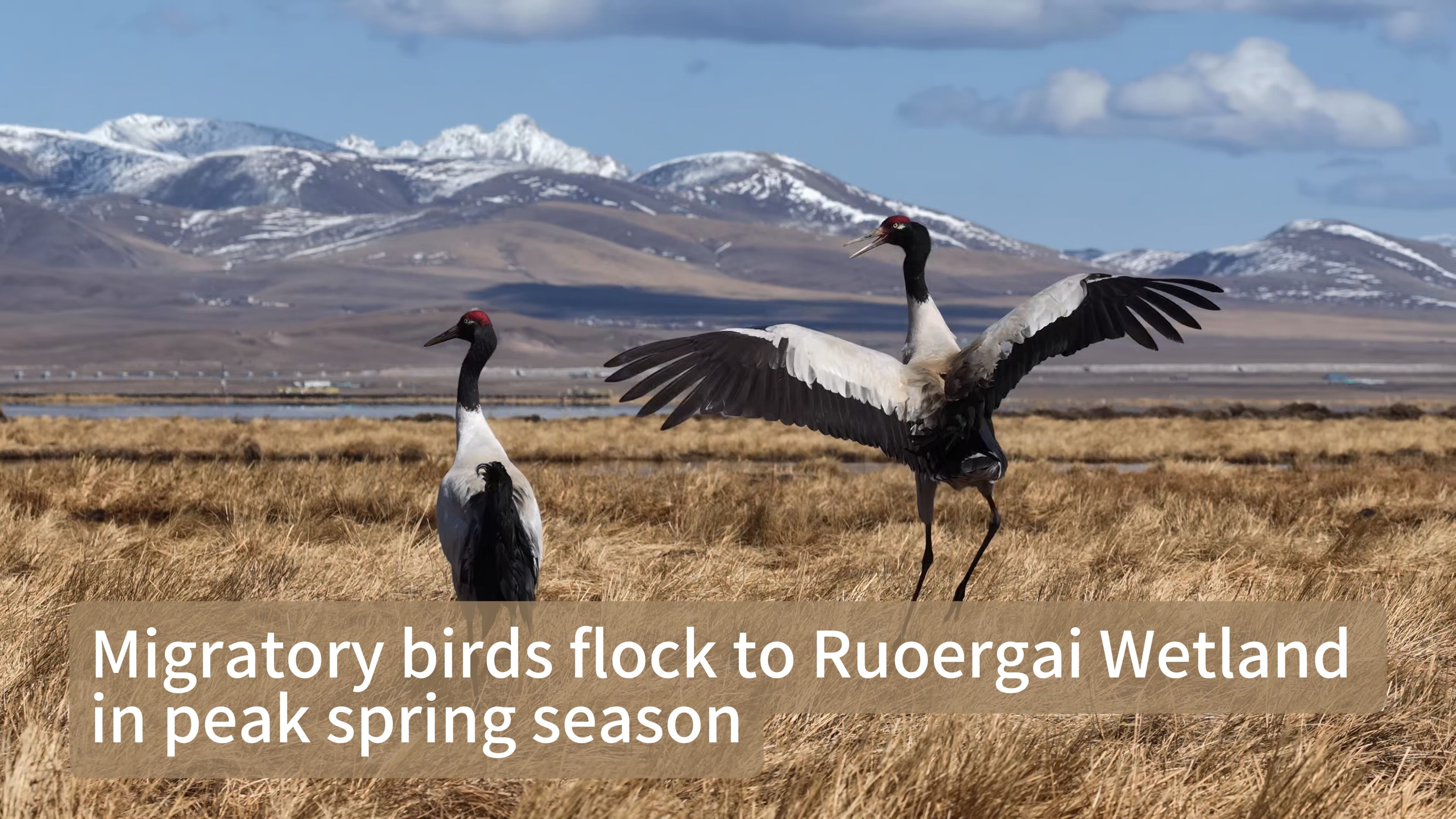 Migratory birds flock to Ruoergai Wetland in peak spring season