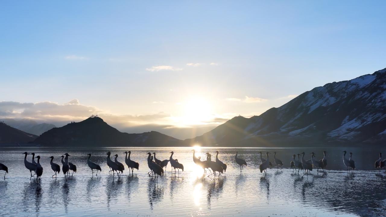 Black-necked cranes winter safely in China's Xizang Autonomous Region