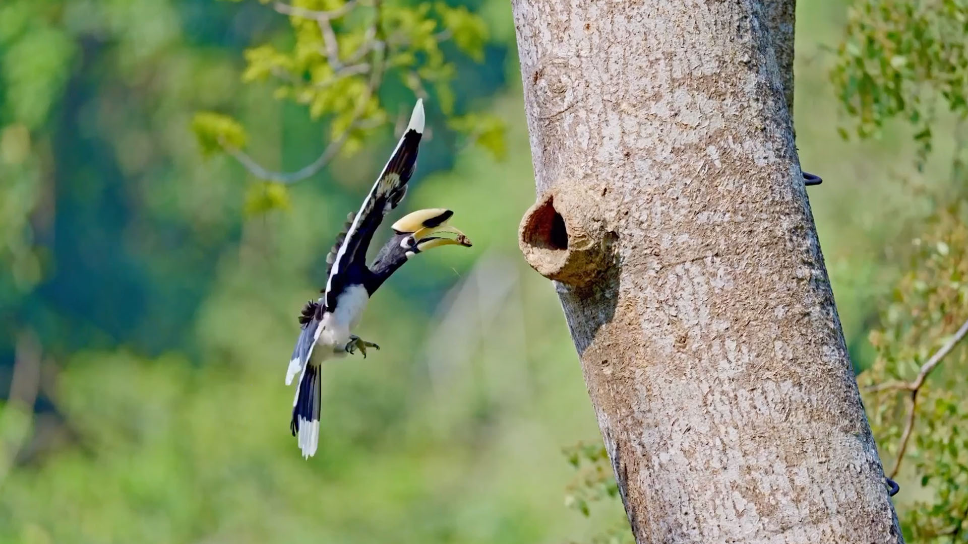 Sealed with love: Hornbill dad builds mom a 'maternity room' in SW China