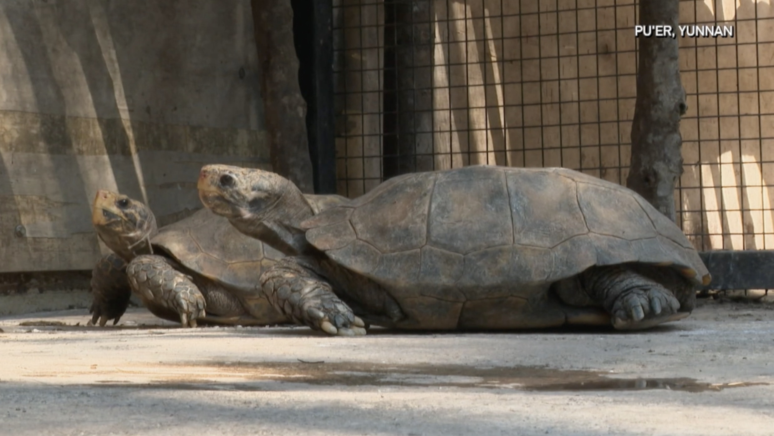 Endangered impressed tortoises rescued in southwest China's Yunnan
