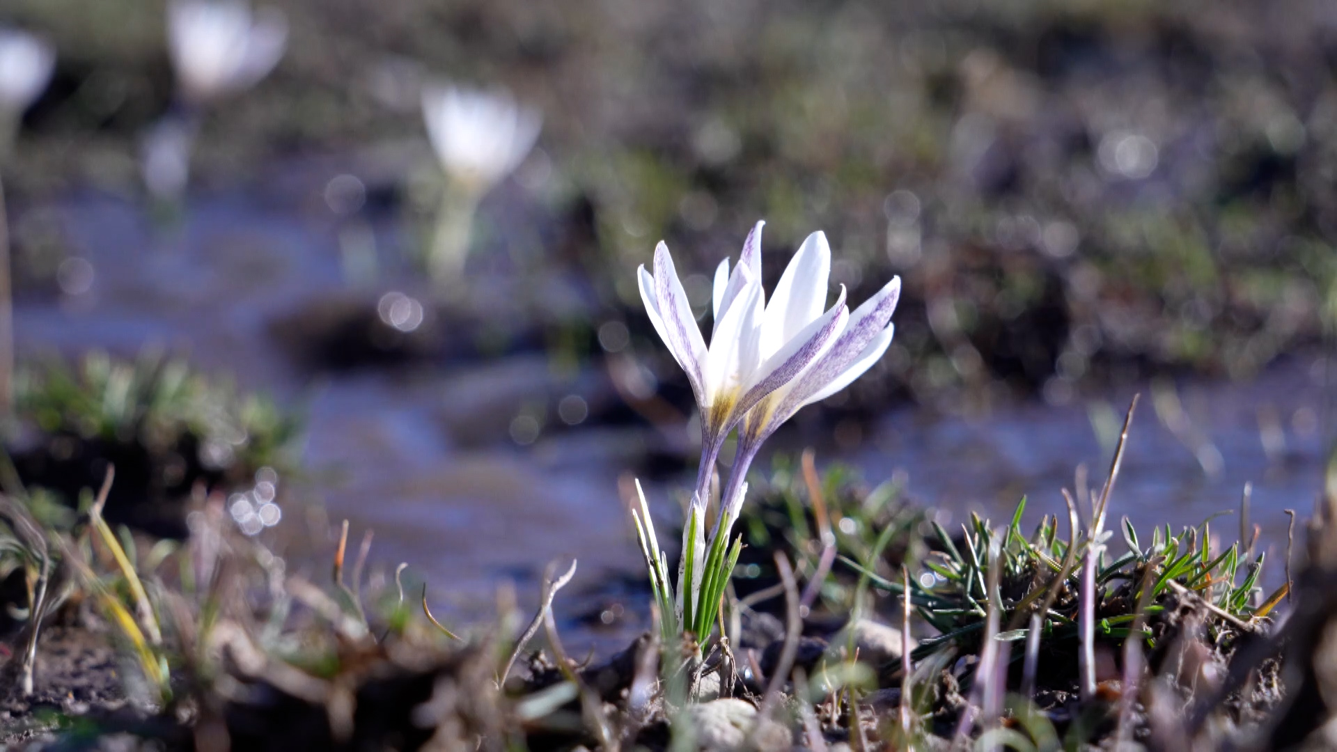 First sign of spring: Ice-top flowers bloom in NW China