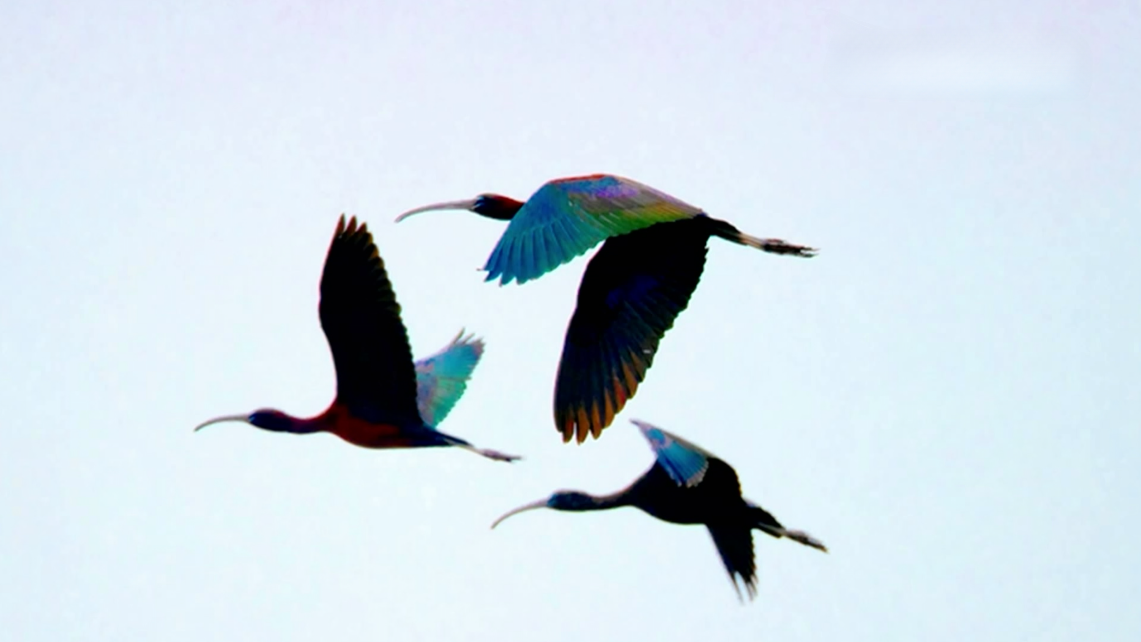 Rare glossy ibises spotted for the first time at Hongze Lake in E China