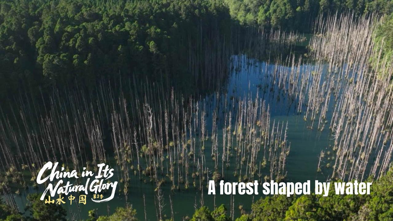 China in its natural glory II: A forest shaped by water