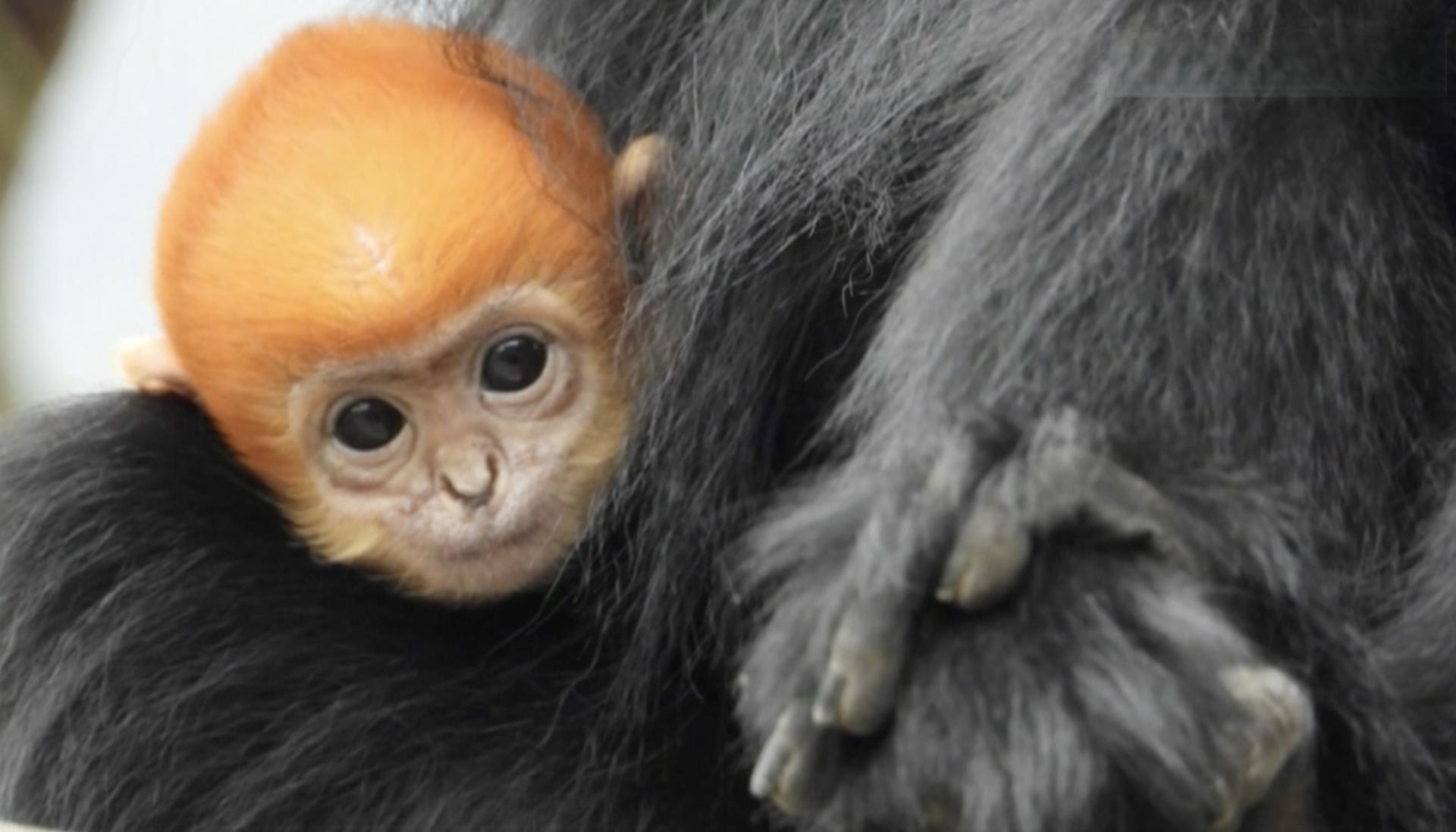 Rare golden monkey baby spotted in Guizhou reserve - CGTN