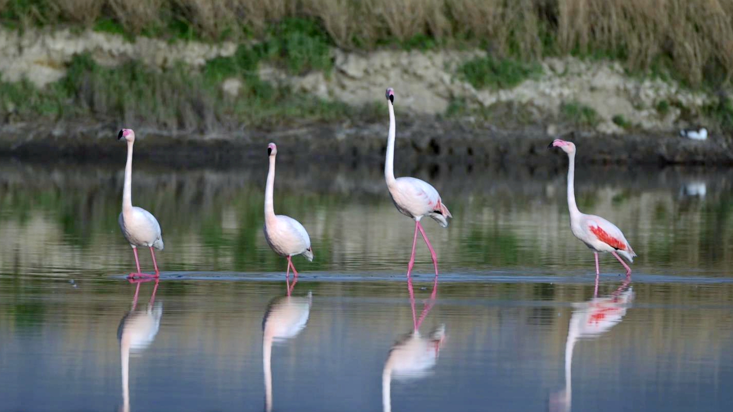 Flamingos walk on a 'mirror': A surreal scene at Shanxi's salt lake