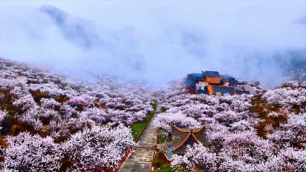 A glide through mist and blossoms over N China's Longquan Mountain