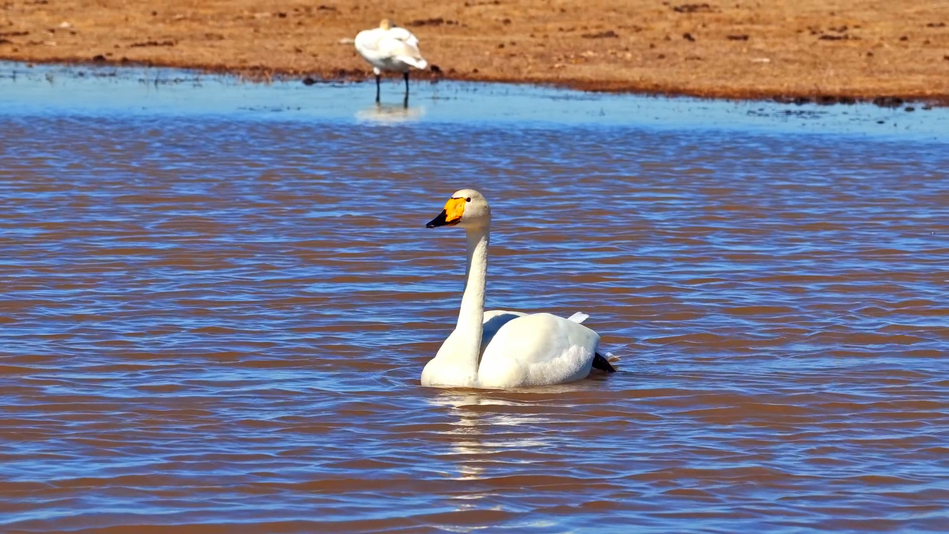 Graceful swans, and a conservation success story