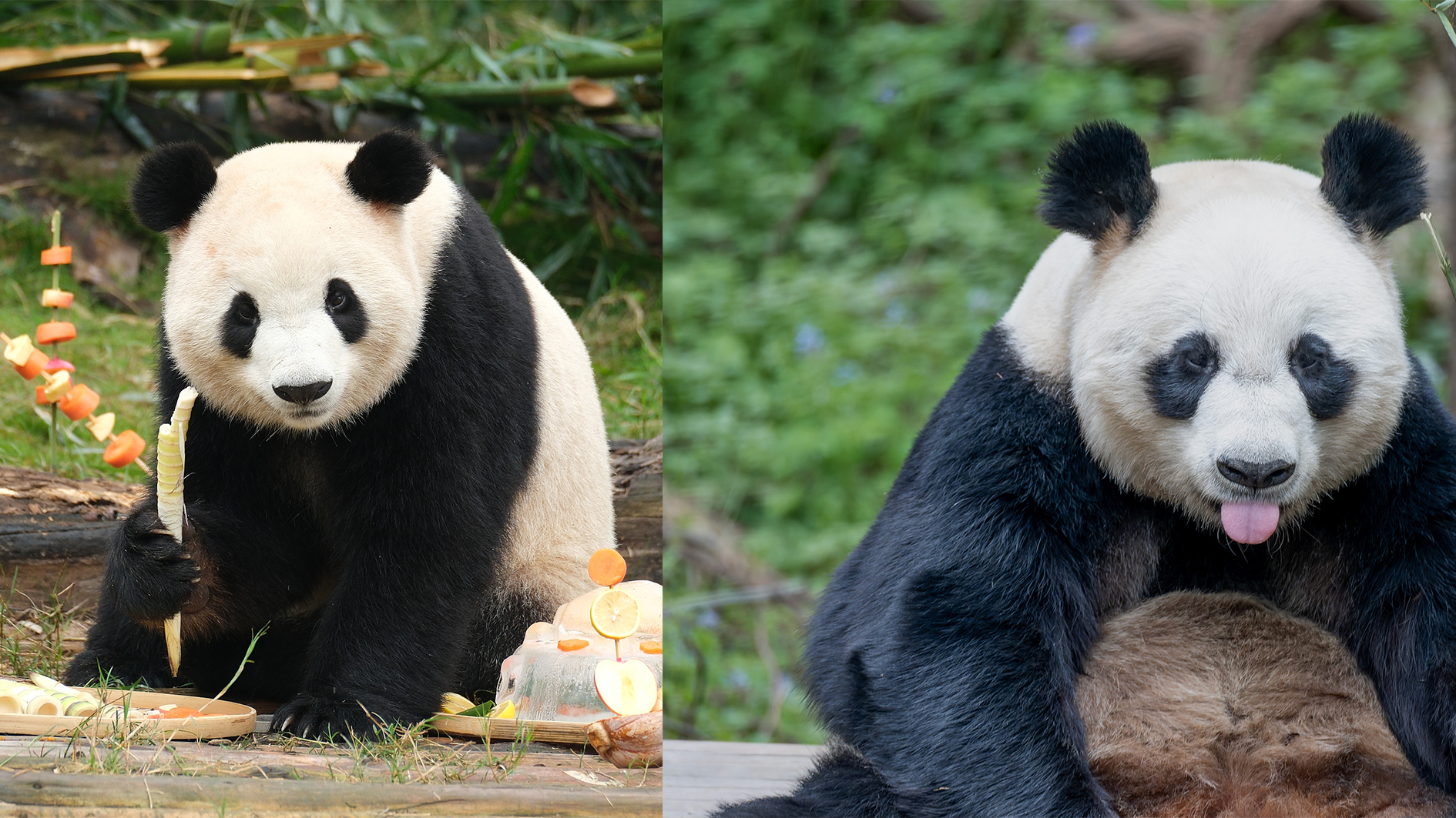 Panda pair bound for US in new chapter of conservation exchange