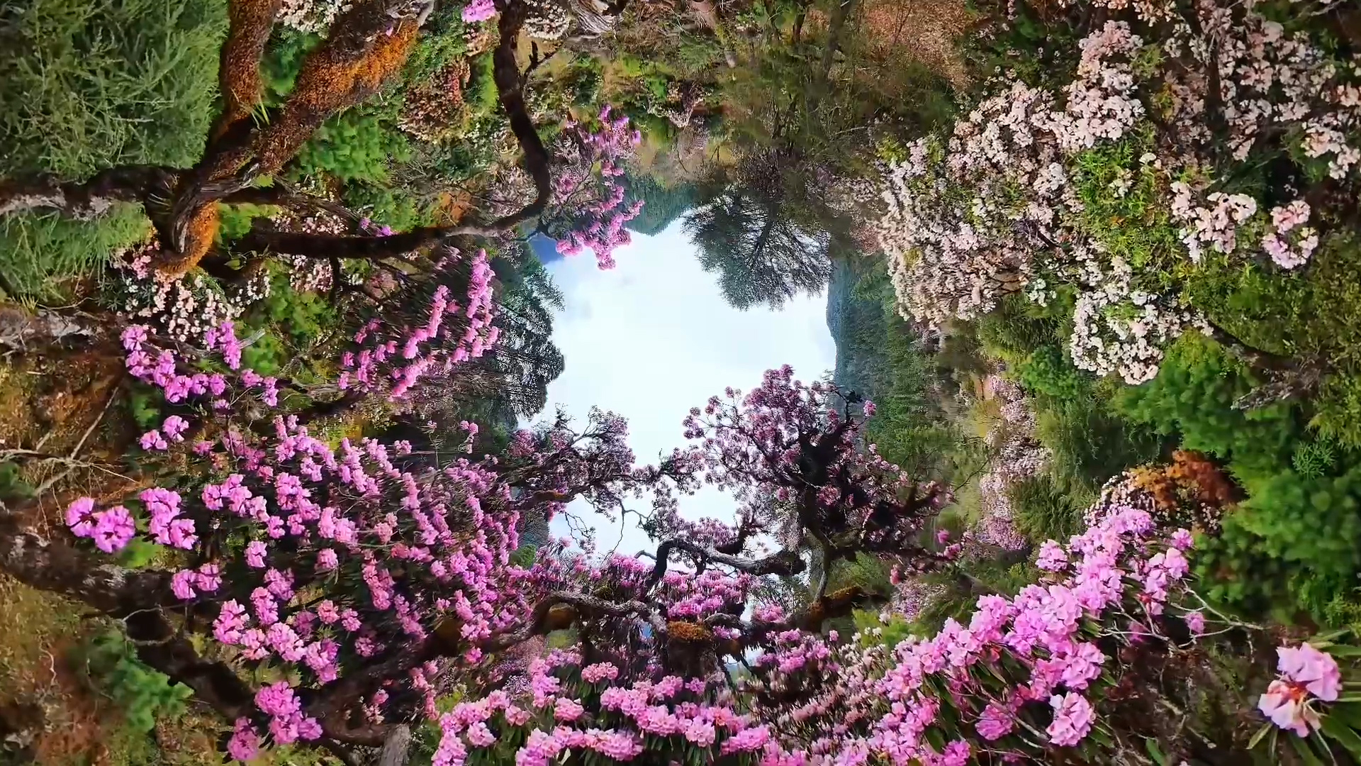 Xizang's blooming rhododendrons: Nature's kaleidoscope