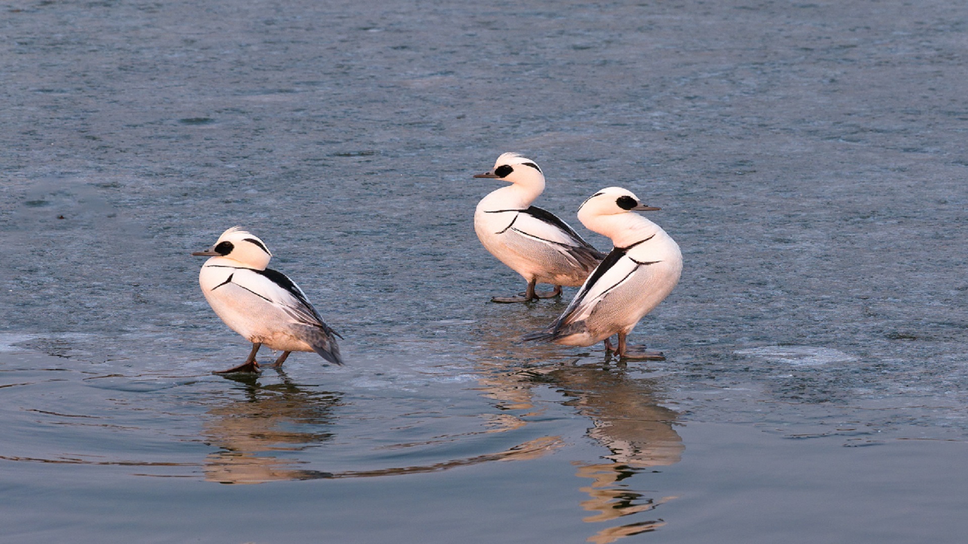 Smews' arrival signals healthy wetland in north China's Inner Mongolia