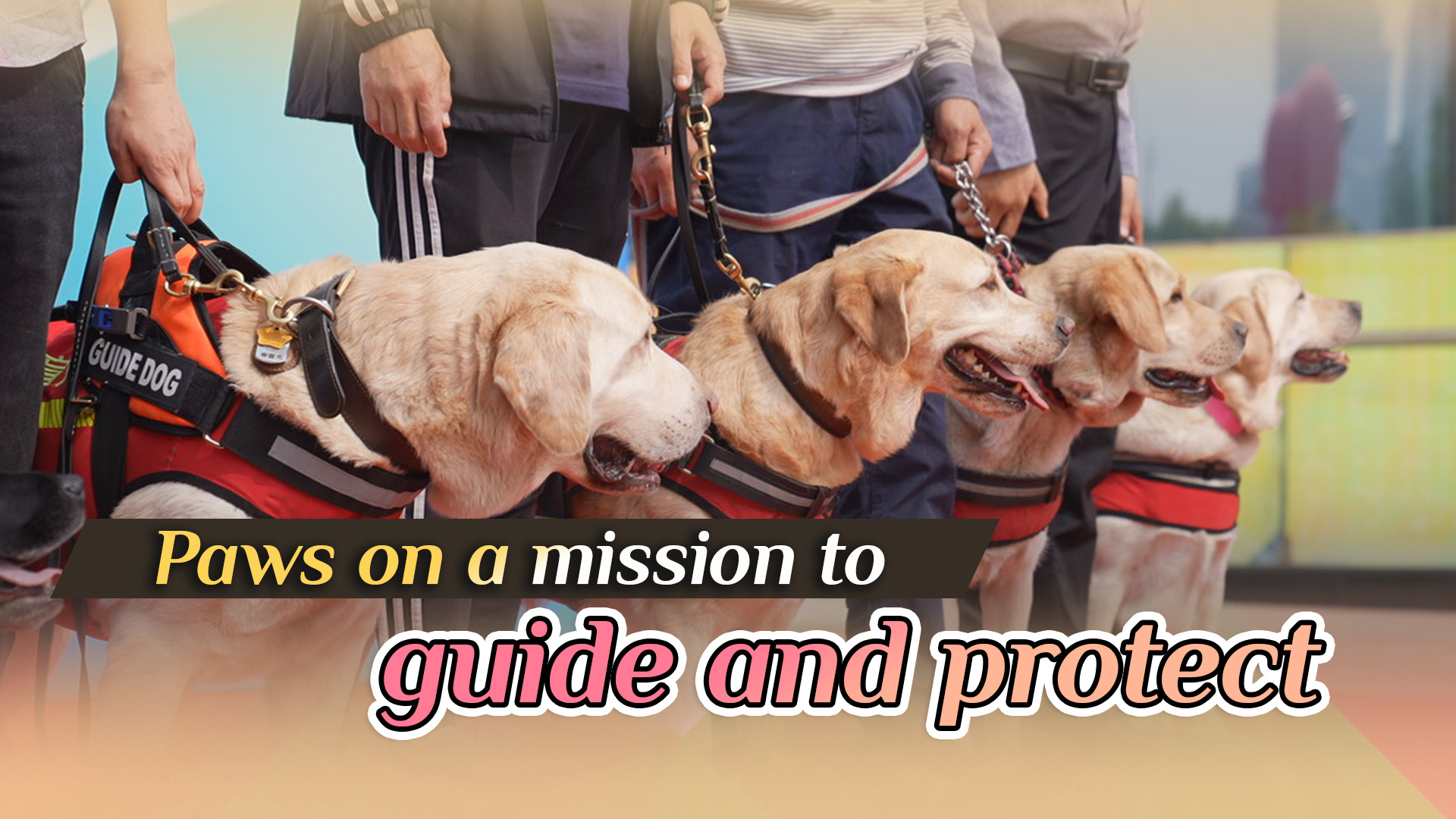 Paws on a mission to guide and protect