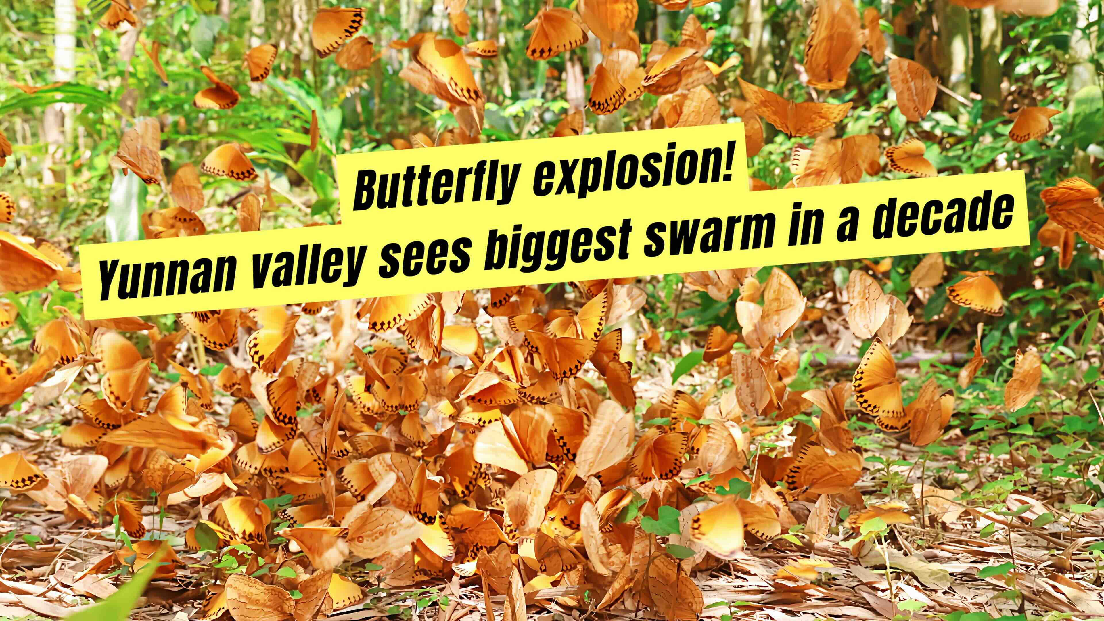 Butterfly explosion! Yunnan valley sees biggest swarm in a decade