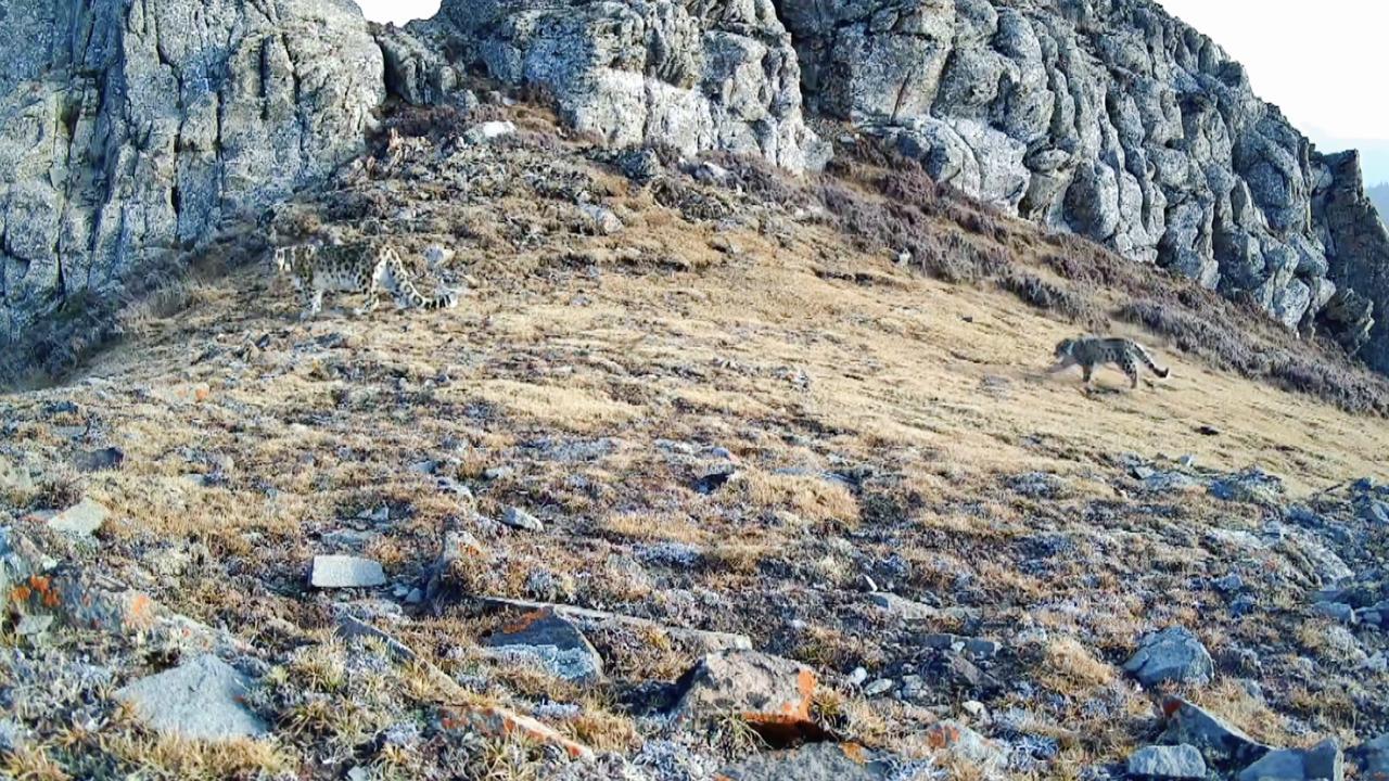 First footage of Helan Mountains snow leopard mother and cub