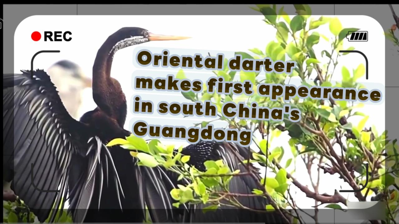 Oriental darter makes first appearance in south China's Guangdong