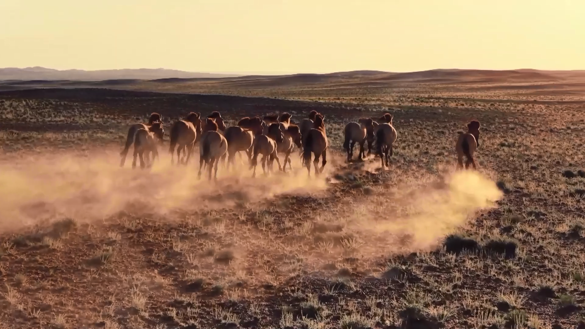 The return of the last wild horses to China's Kalamaili Nature Reserve