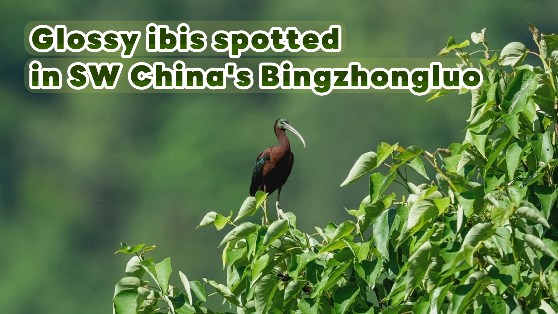 Rare glossy ibis spotted for the first time in SW China's Bingzhongluo