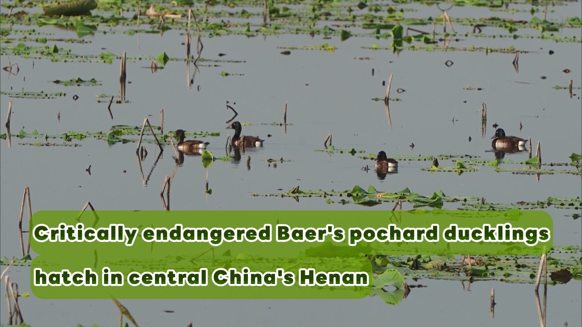 Critically endangered Baer's pochard ducklings hatch in China's Henan