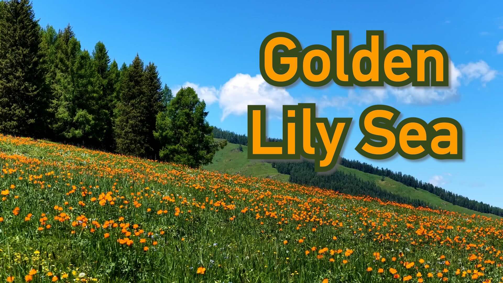 Altay's golden lily pastures captivate visitors