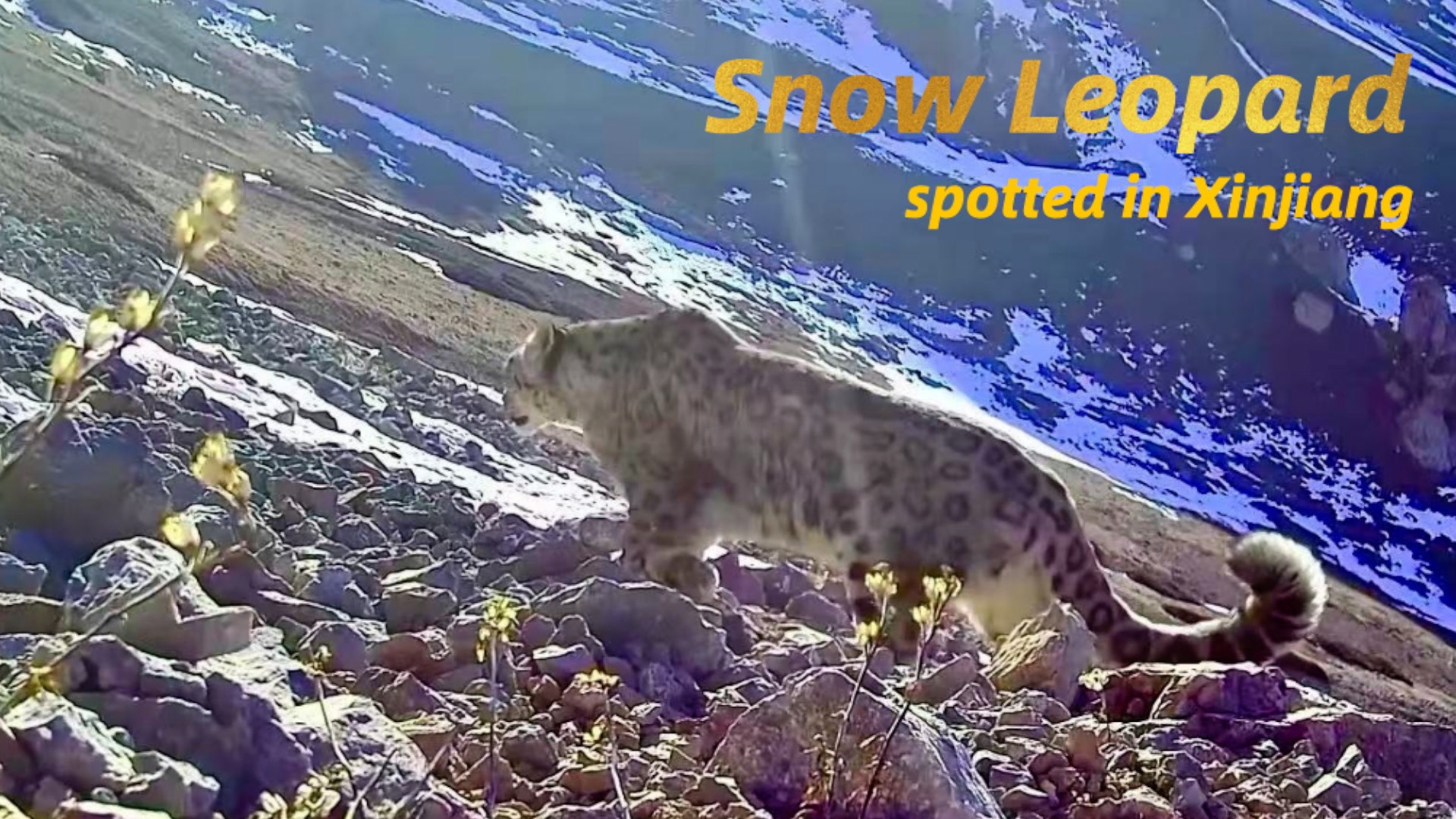 Rare wildlife recorded in Xinjiang's Tianshan Mountains forests