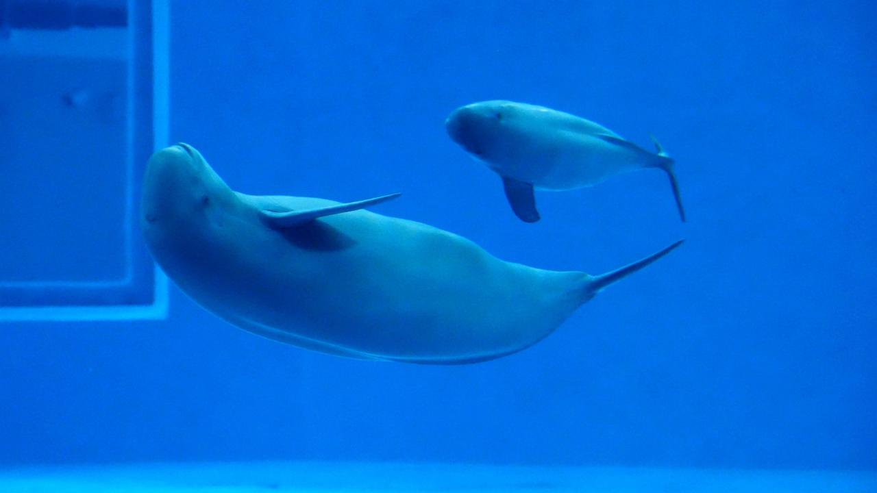 Watch the rare head-first delivery of Yangtze finless porpoise