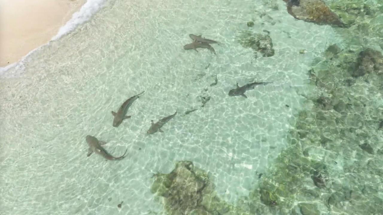 Blacktip reef sharks return to Hainan waters