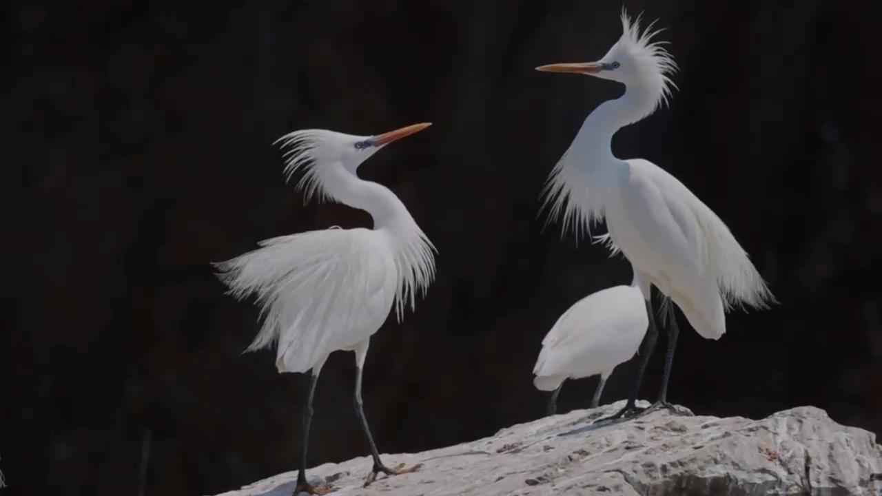 China's Yellow Sea-Bohai Gulf migratory bird habitat expands again