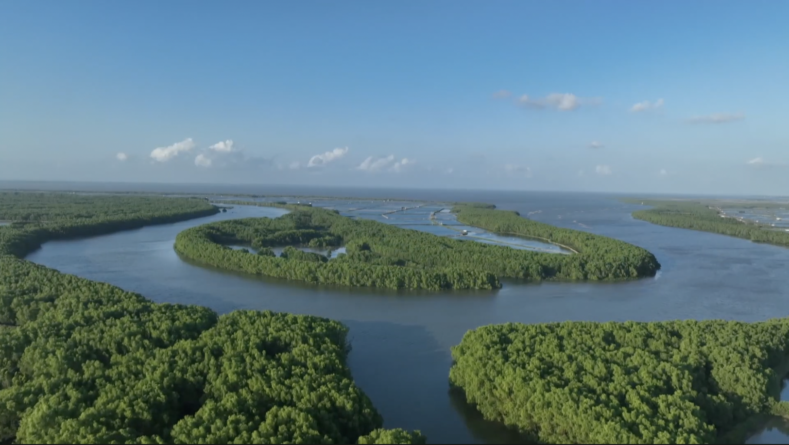 China's mangrove forests continue to expand