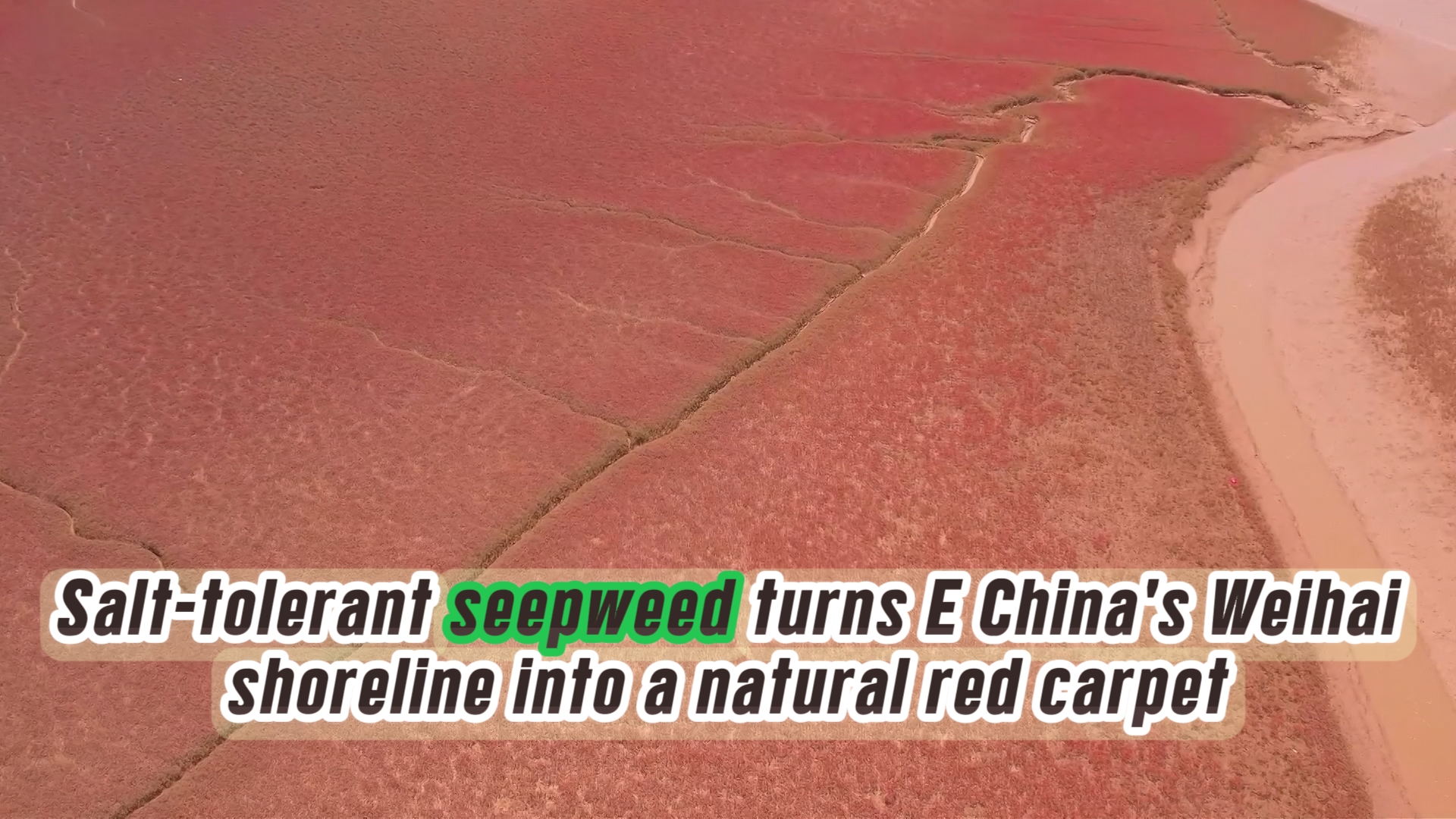 Salt-tolerant seepweed blooms red in east China's Weihai