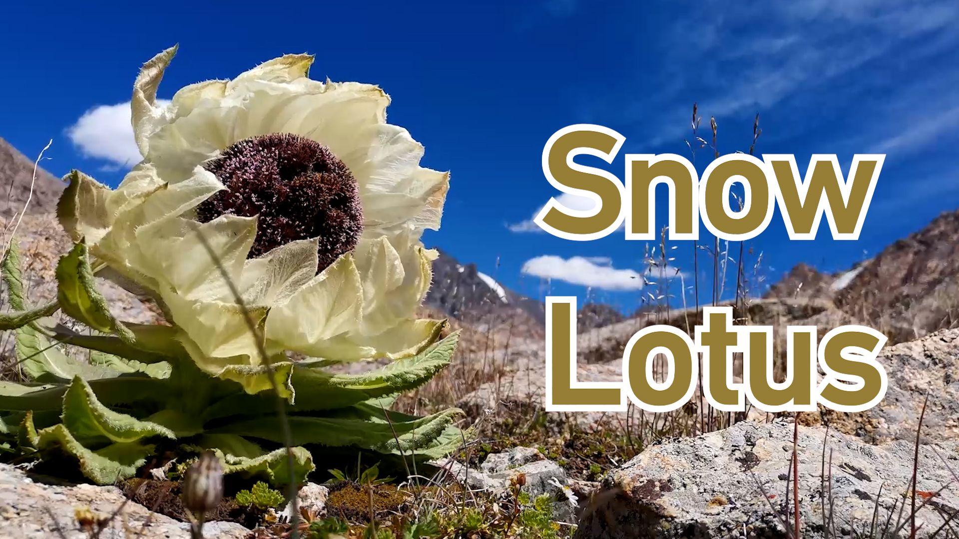 Rare snow lotuses bloom on high-altitude glacier in Xinjiang