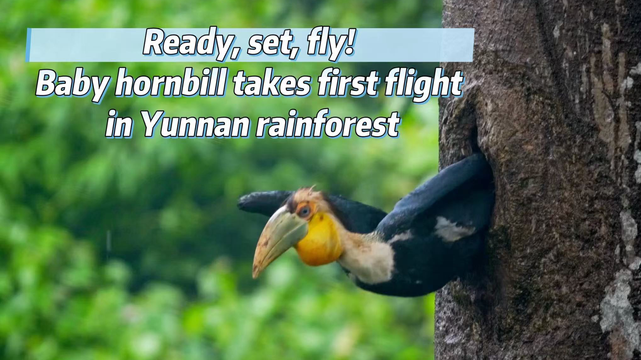 A brave leap: Hornbill chick takes first flight in Yunnan