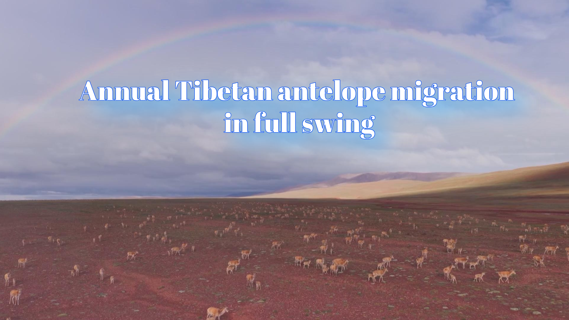 Annual Tibetan antelope migration in full swing