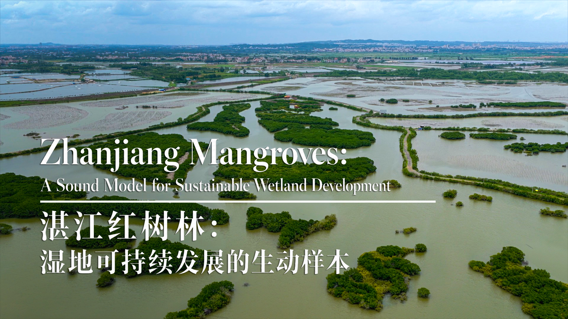 Zhanjiang mangroves: A model for sustainable wetland development