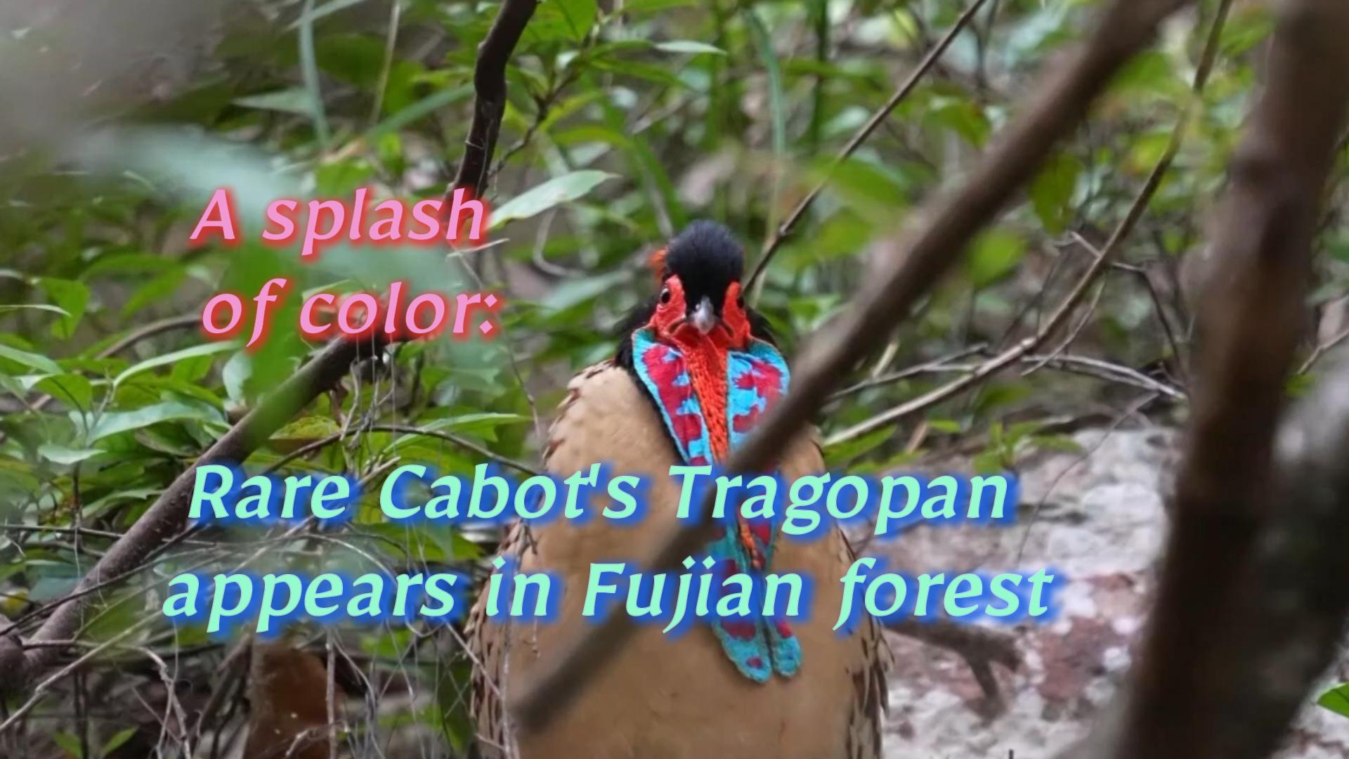 A splash of color: Rare Cabot's Tragopan appears in Fujian forest