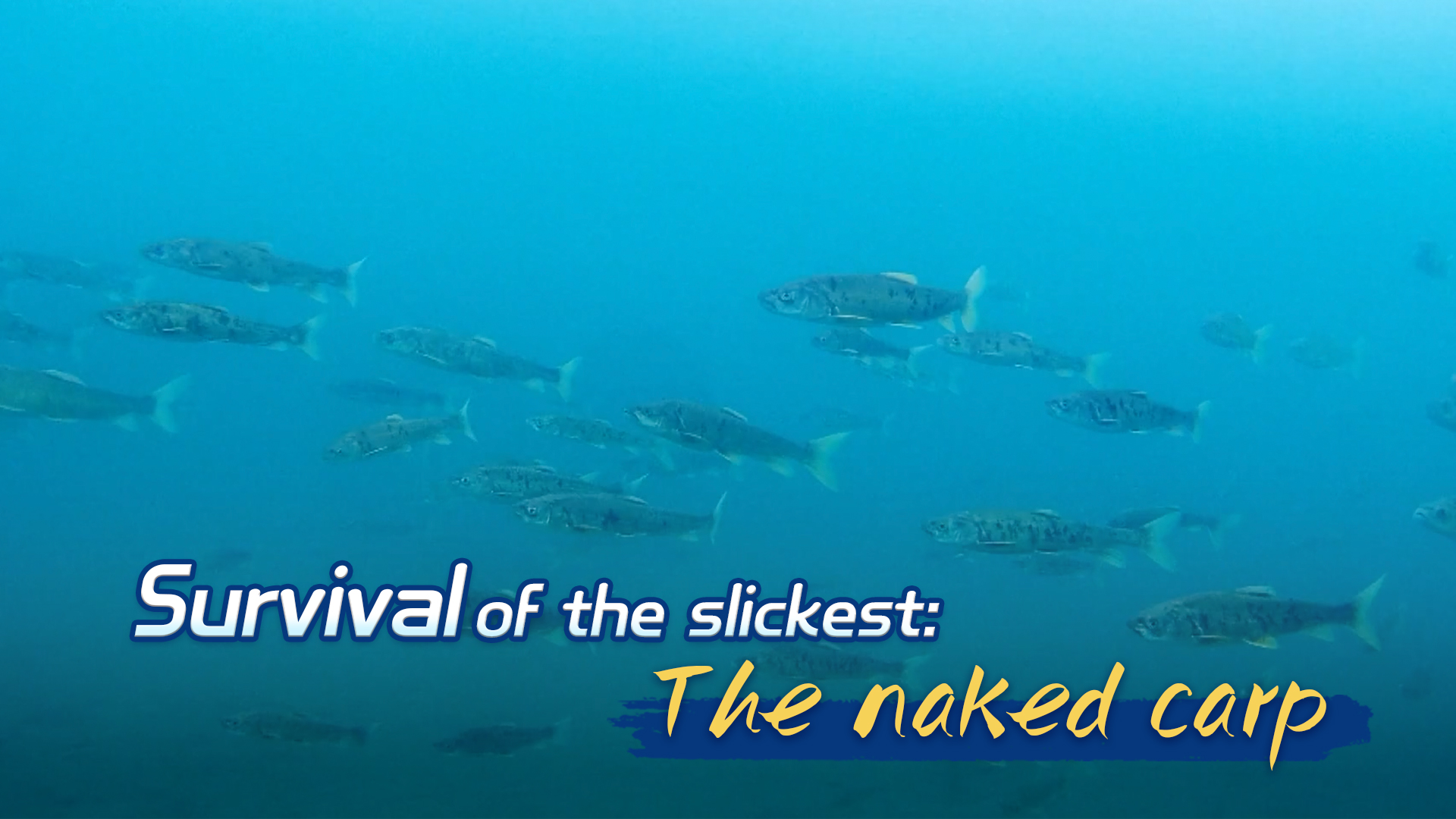 Survival of the slickest: The naked carp