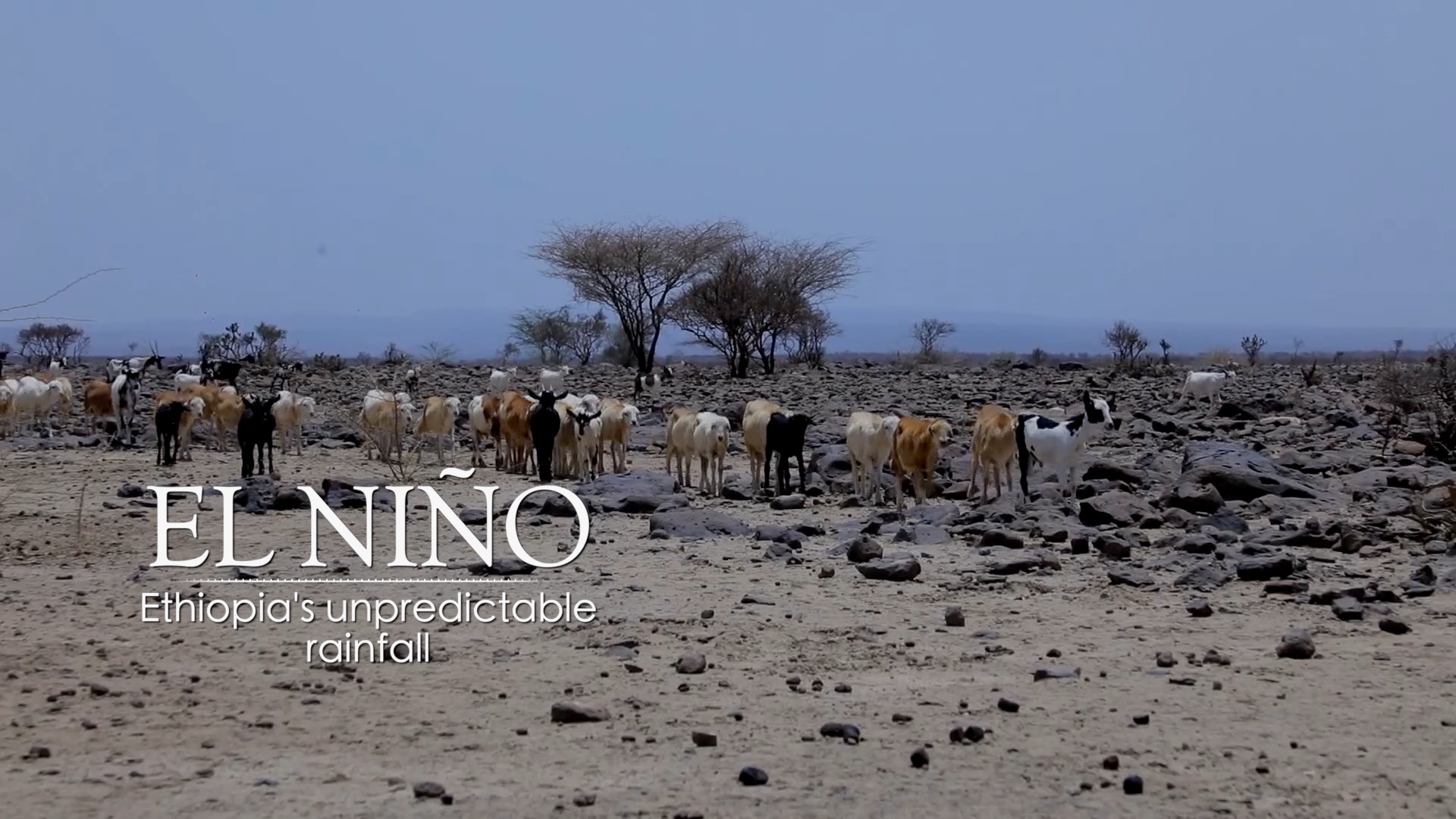 Inside El Nino – Ethiopia’s unpredictable rainfall